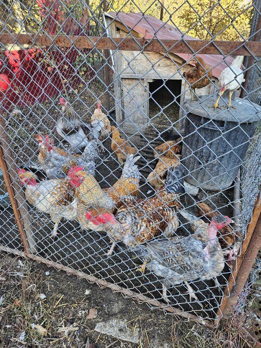 Gaini si cocosi rasa mixta sau/si oua