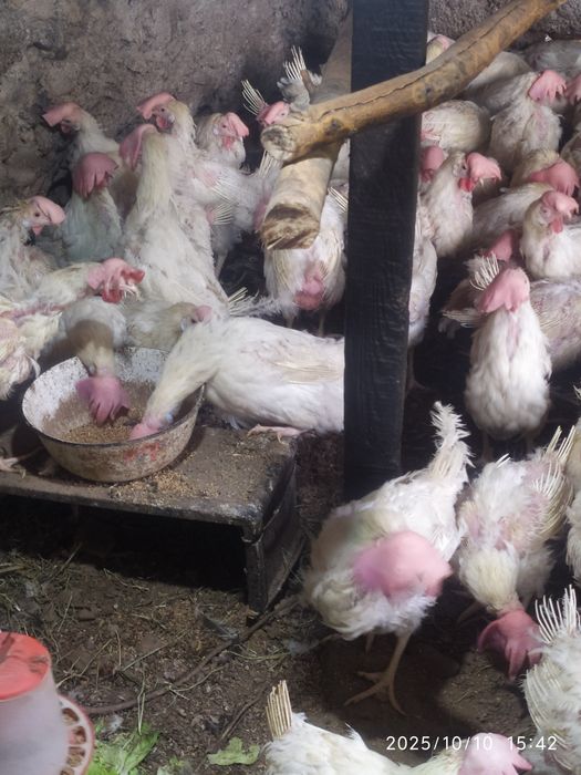 Куры несушки 1.5 года