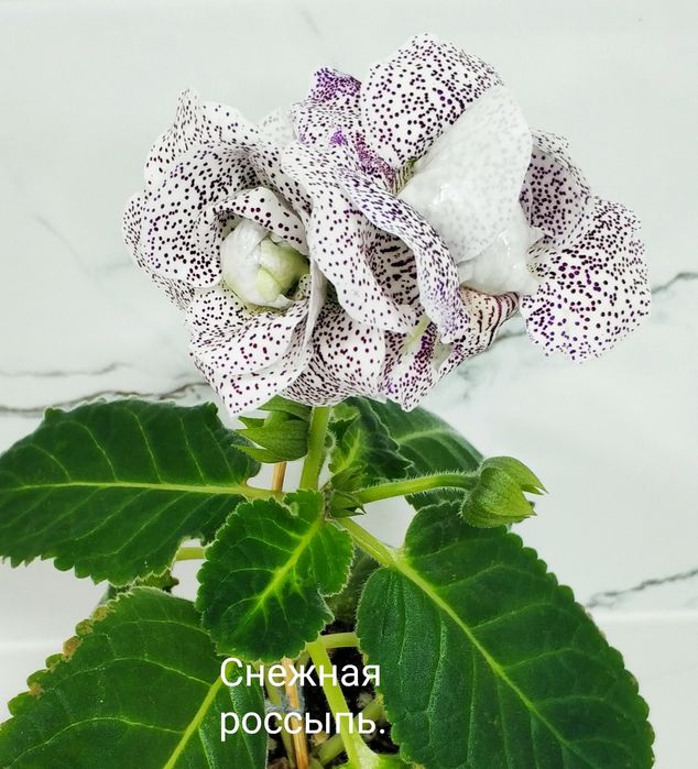 Цветущие глоксинии.