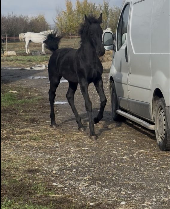 De vanzare manza frizian