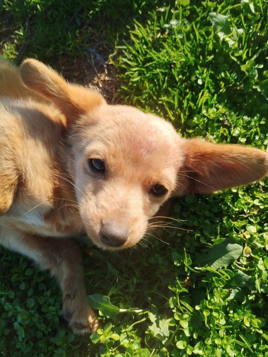 Търси  дом БЕЗПЛАТНО порода любов