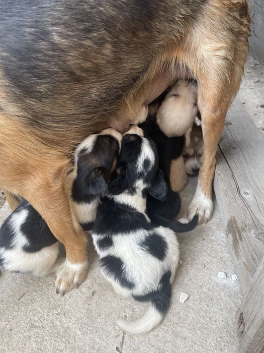 Продам щенят в хорошие руки