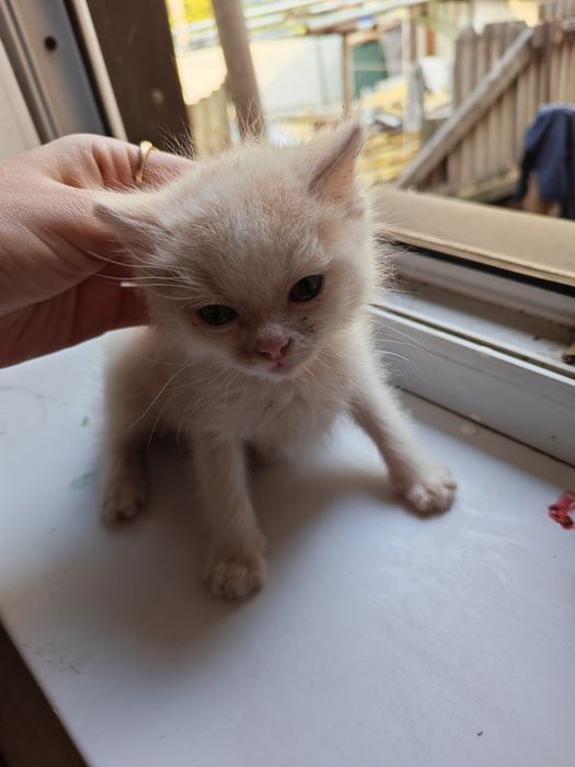 Отдам котёнка в добрые руки