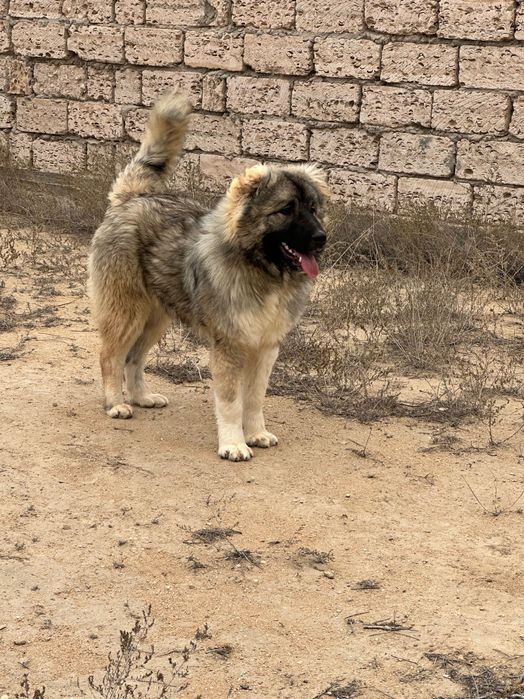 Кавказская овчарка