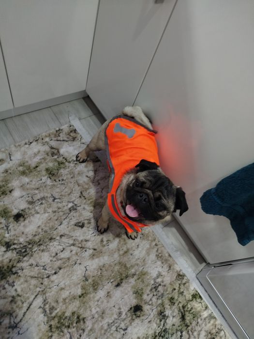 Мопс момче на 10 меца