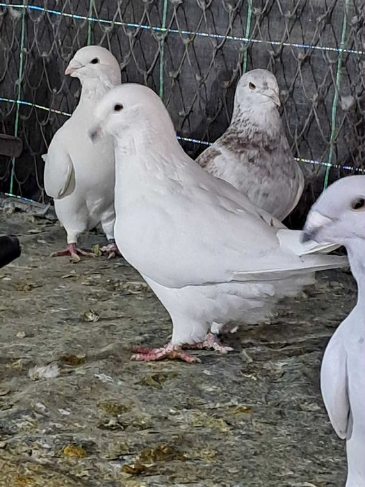 Vand porumbei de rasa