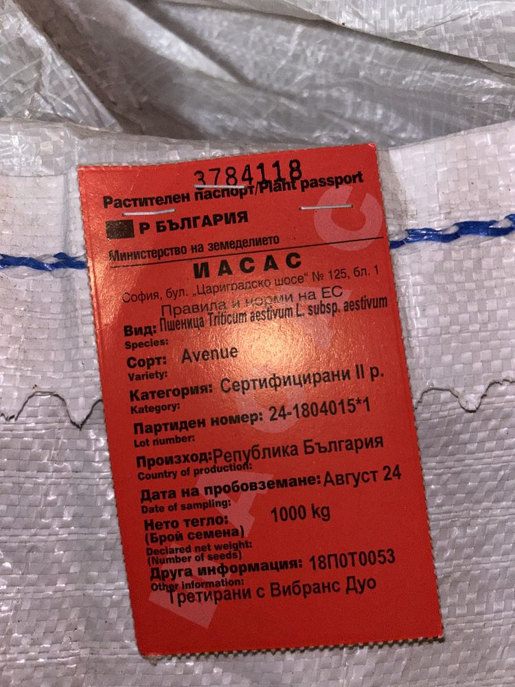Пшеничено семе