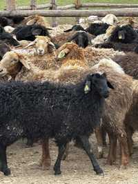 Продам овцематок крупные барашки