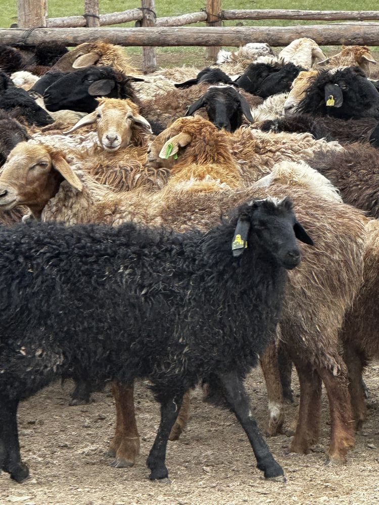 Продам овцематок крупные барашки