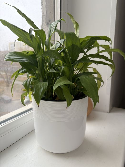 Продам женское счастье