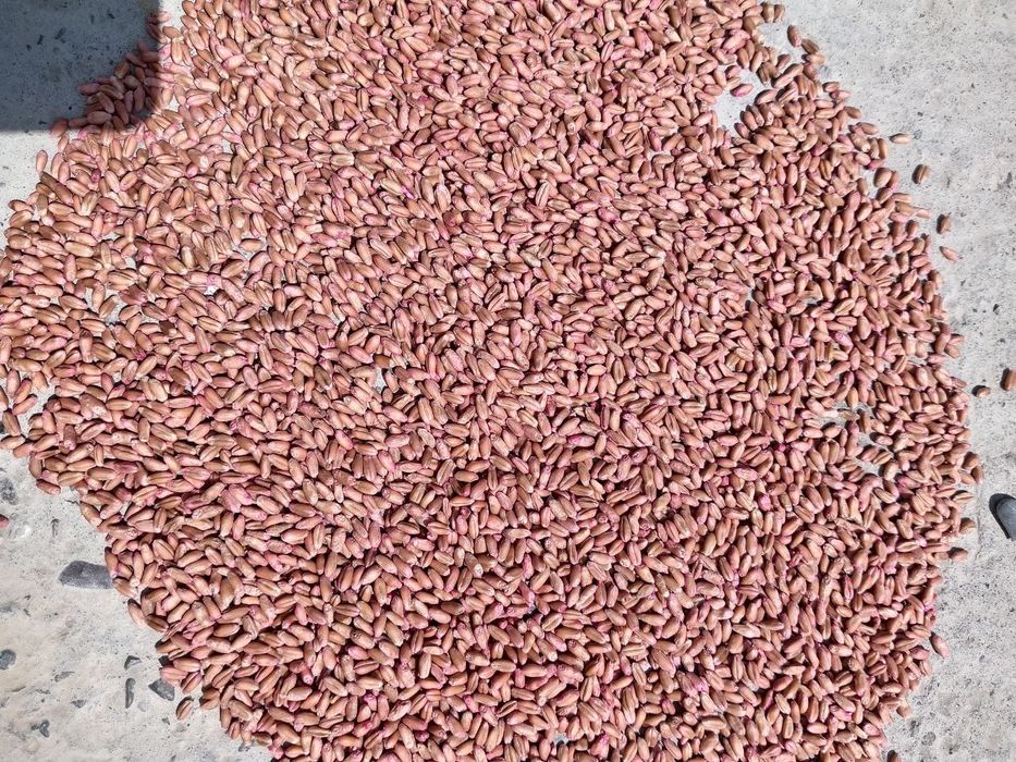 Bug'doy urug' BAGRAT Rossiyaniki