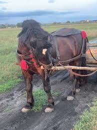 Schimb cal căruță de calitate