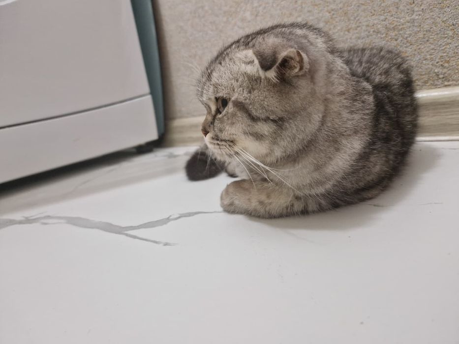 Кошка шотландские