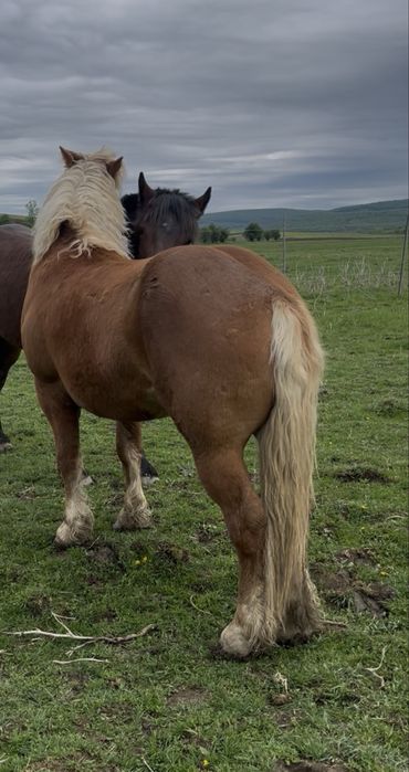 Manz de doi ani jumate