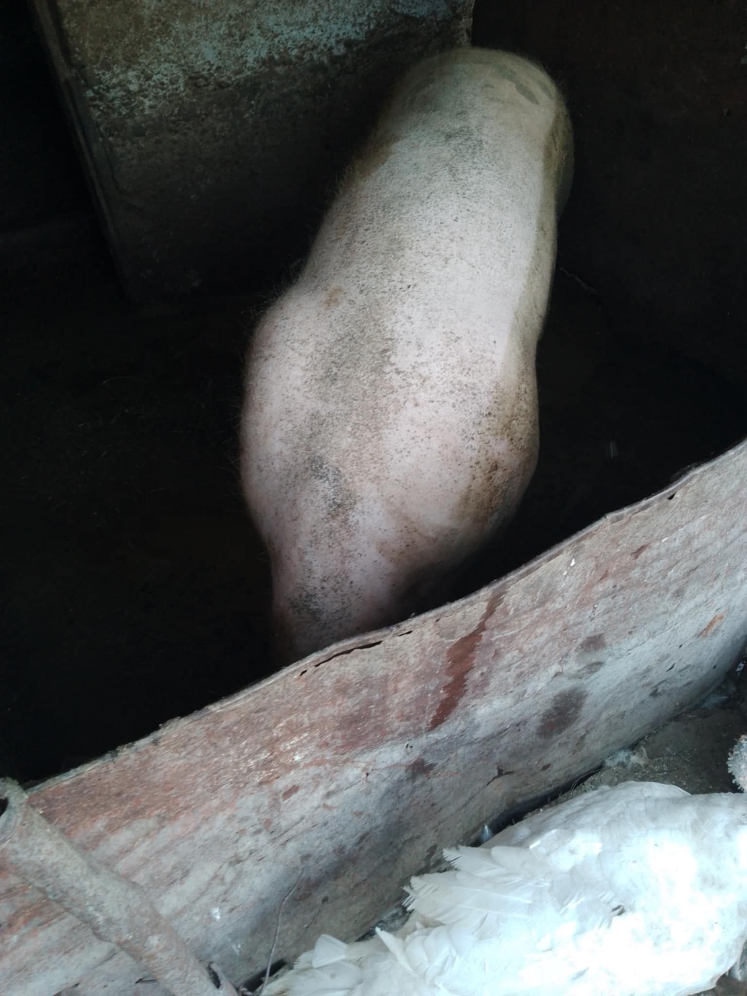 Animalele de vânzare