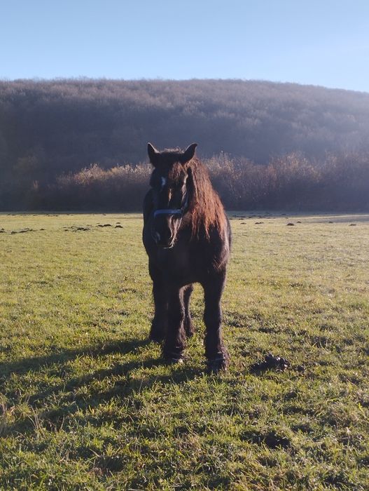 Iapă de vânzare ...