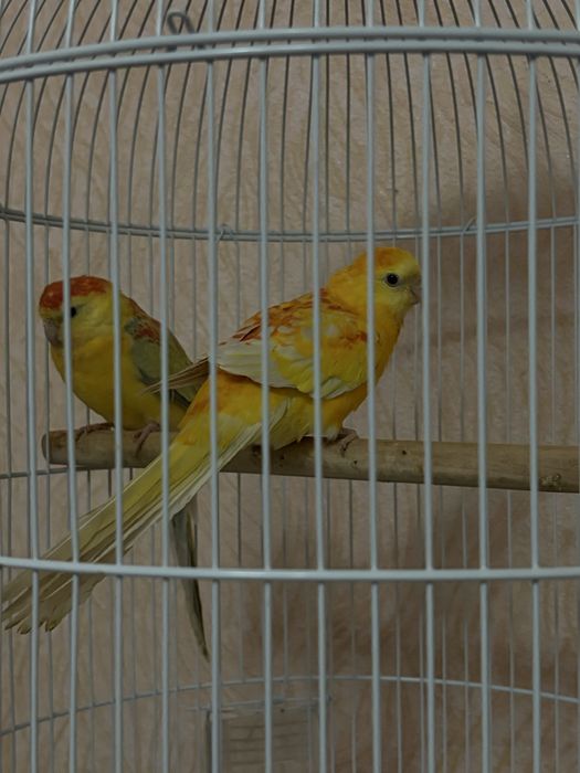 Певчий попугай идеал