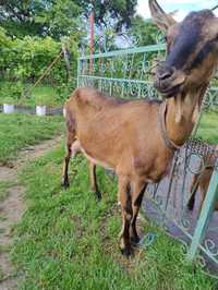 Capra Alpina franceza