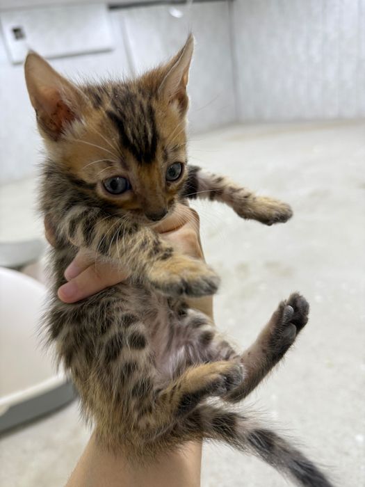 Bengal Ona mushuk va bolalari oʻgʻil qiz bor, bolalari 1,5 oylik