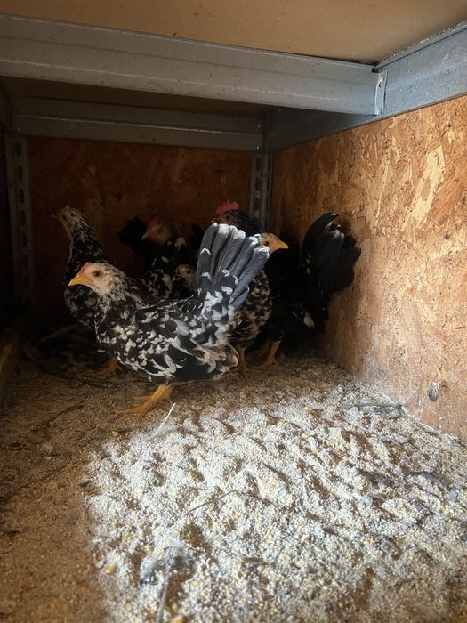 Chabo bobat tineri 2025 (2+5)