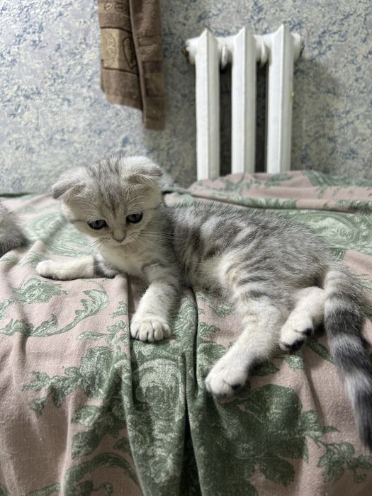 Продам девочку вислоушка