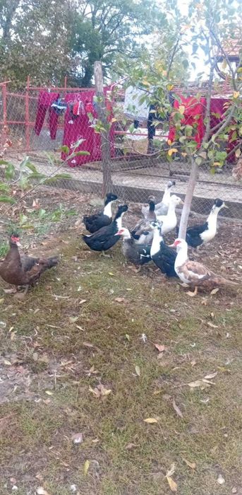 Rate motate și lesesti