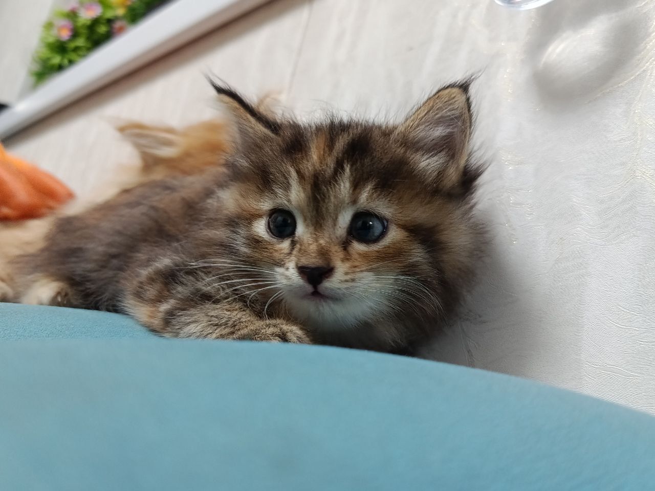 Отдам котят в хорошие руки