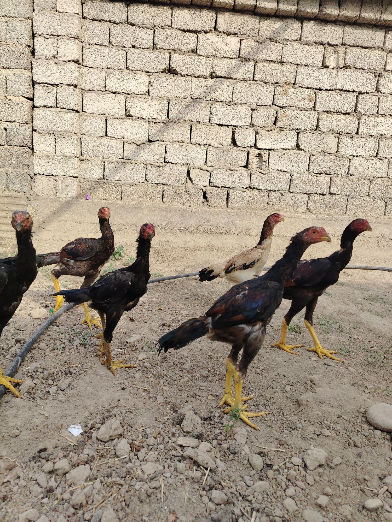Dakan jo'jala sotiladi