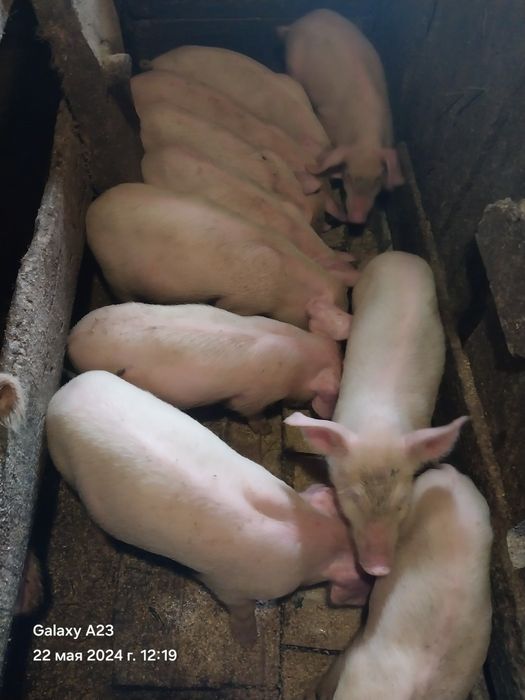 Поросята месячные