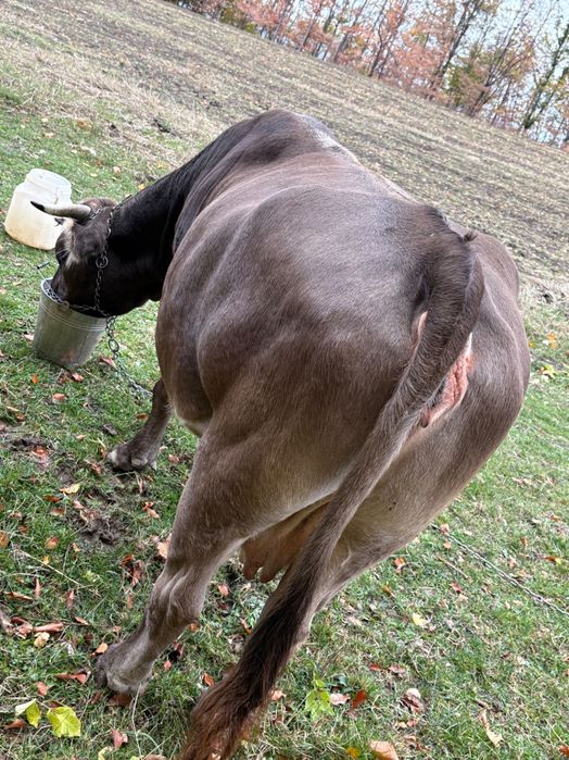 vând vacă brună gestantă în 1 luna  pt detalii sunați