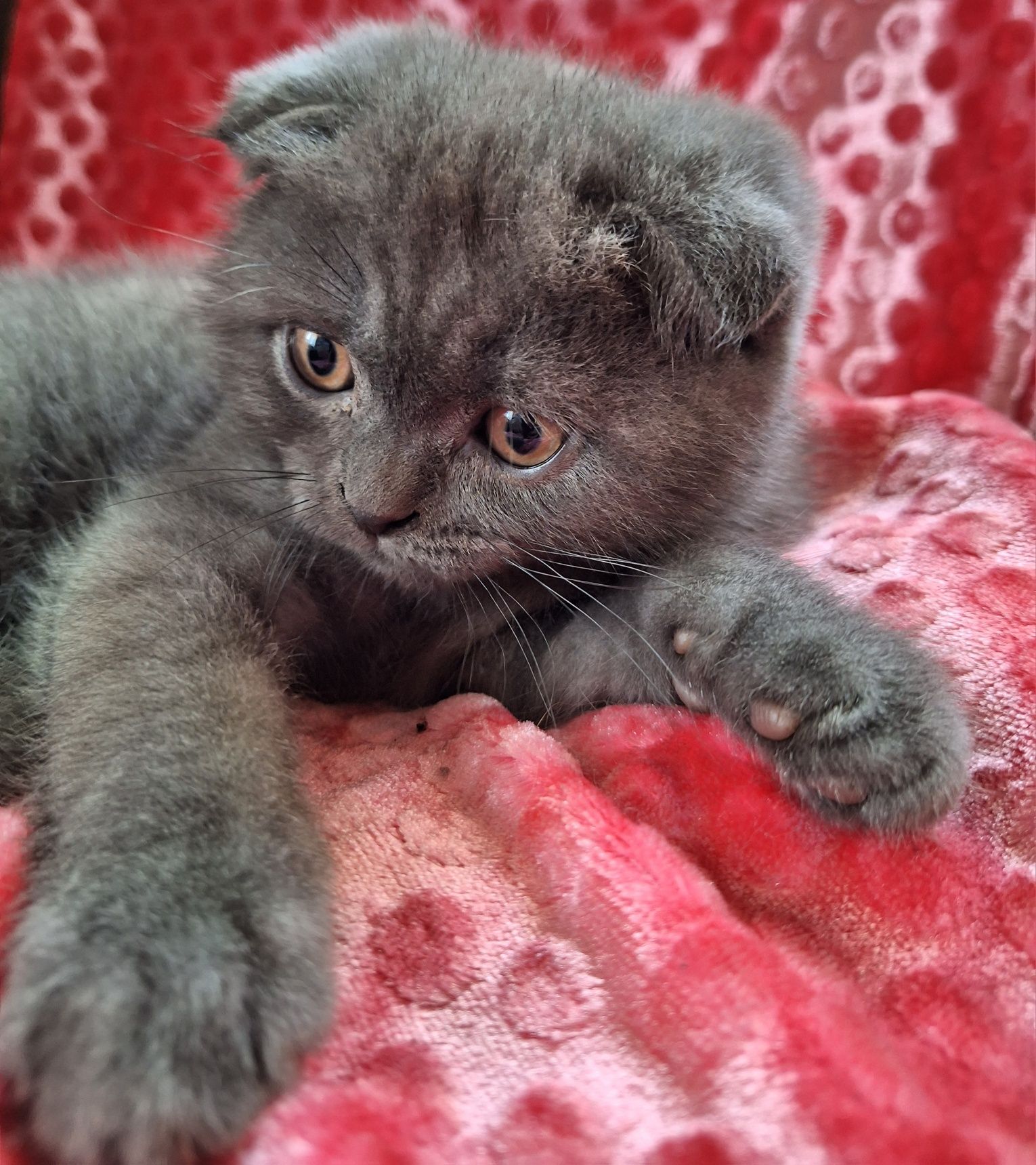 Vând pui British Shorthair-Scottish Fold