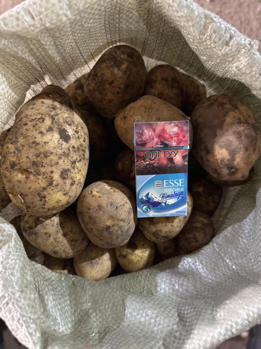 Картофель сорт Гала