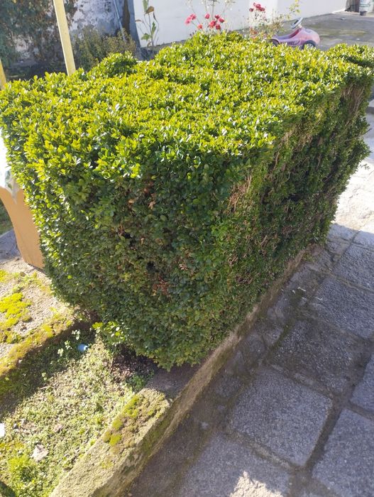 Чемшир с корен готов за засаждане