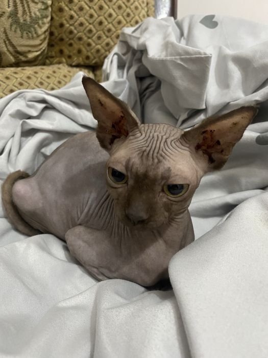 Сфинкс мысык сатылады