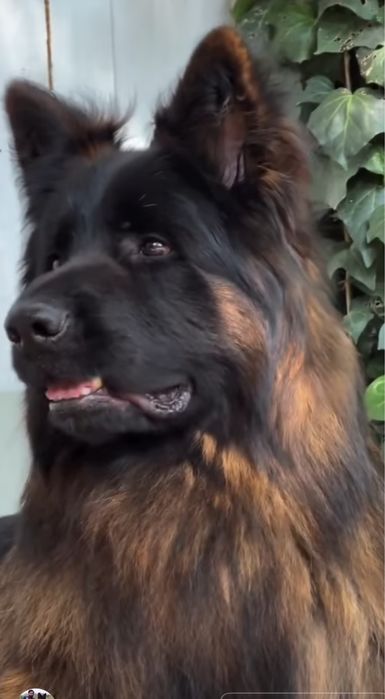 Немецкая овчарка длиннашёрстная.  Вязка