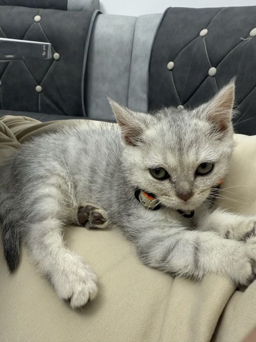 серебристый шиншеллa