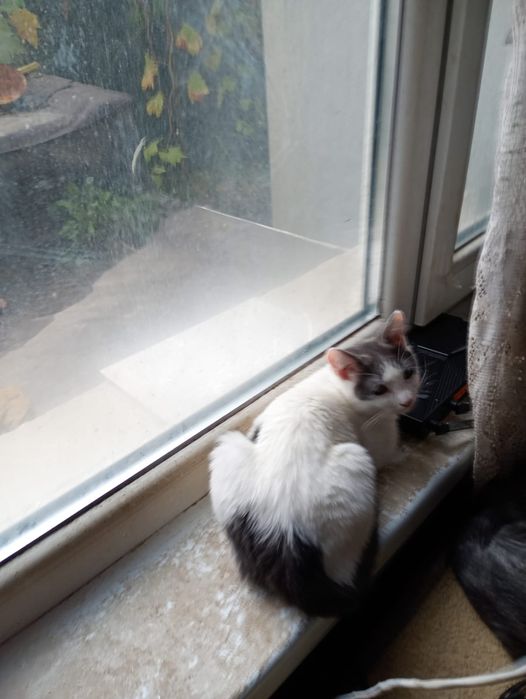 Подарявам котета