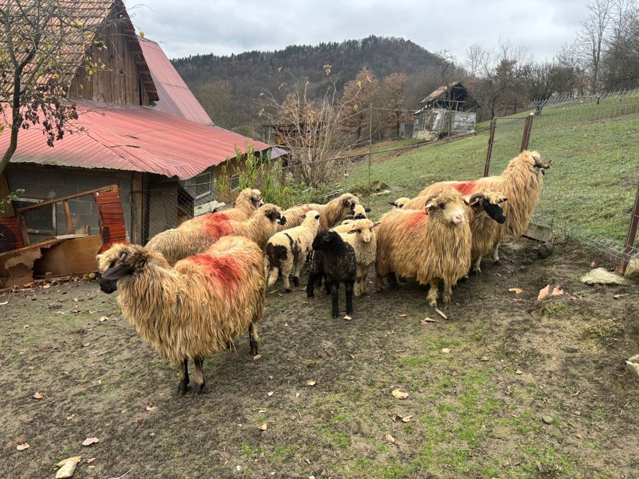 Vind 7 oi cu miei