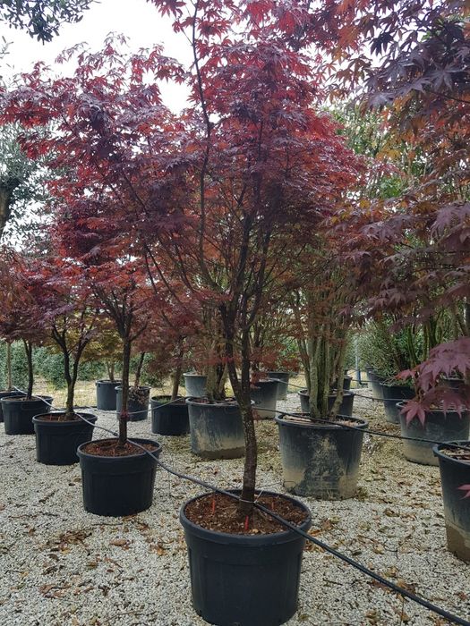 Artar japonez  ( acer palmatum) arțari japonezi
• cu frunze rosii sau