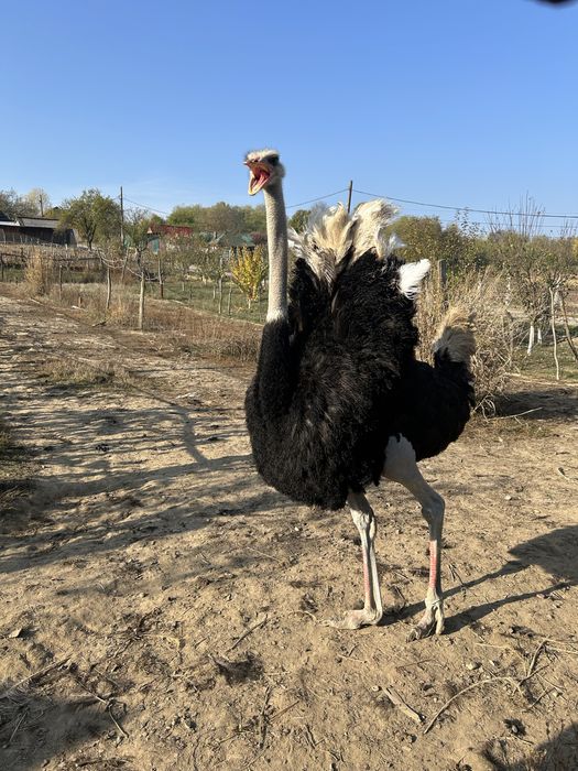 De vanzare 1 strut mascul