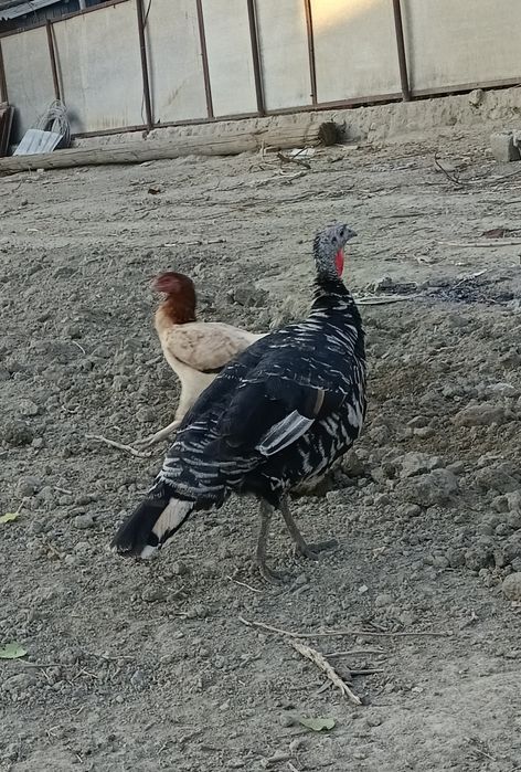 Еш Индук сотилади