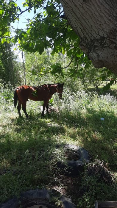 Ат сатылады!Айгыр сатылады!