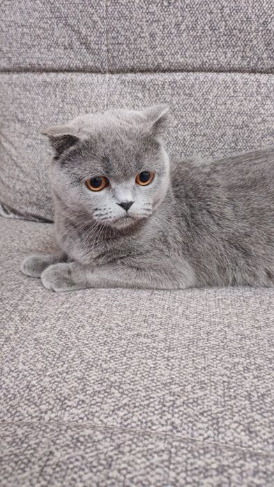 Продаю котёнка Скоттиш Фолд
