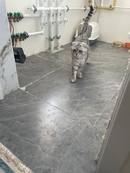 Отдам кота в хорошие руки
