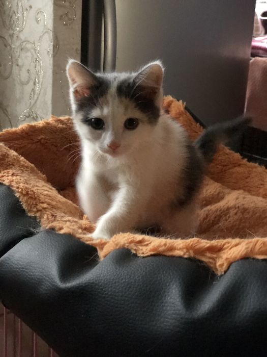 Кошечка котенок трехцветка