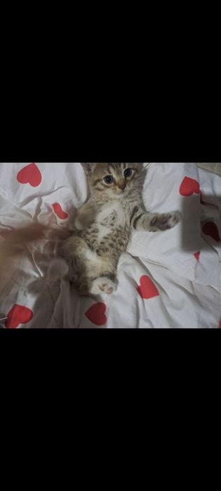 Котята 1.5 меся 2 мальчика 1 девочка ищут свою семью