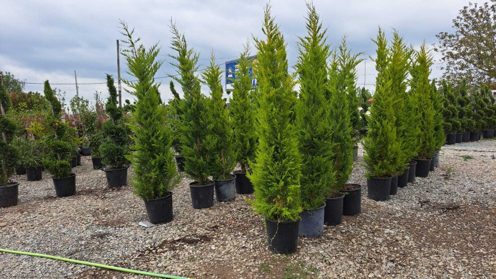 Leylandii Cupressocyparis Plante ornamentale