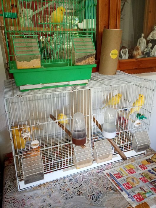 Canari de vanzare