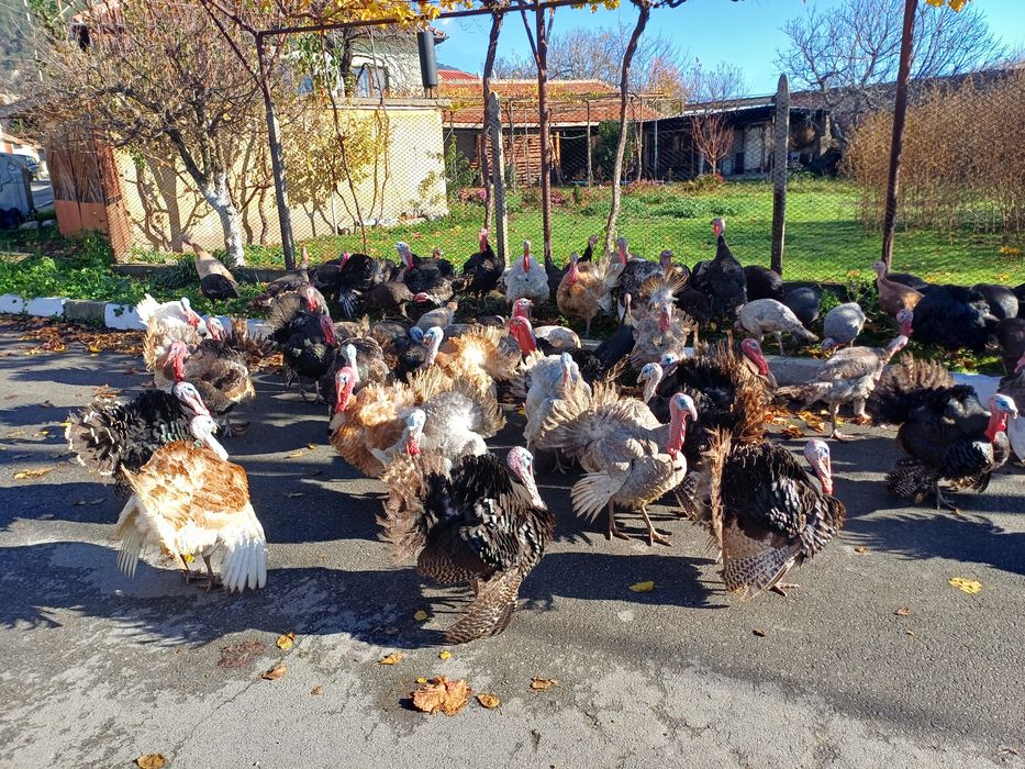 Продавам домашни пуйки