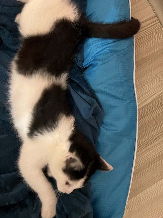 Подарявам мъжко коте